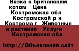 Вязка с британским котом › Цена ­ 1 500 - Костромская обл., Костромской р-н, Кострома г. Животные и растения » Услуги   . Костромская обл.